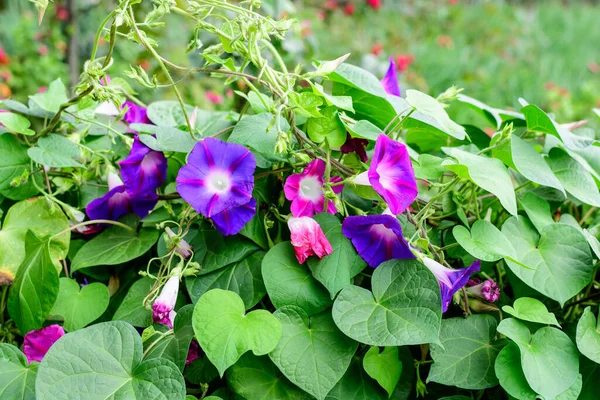 Mnoho Jemné Živé Modré Fialové Květy Ranní Slávy Rostlin Zahradě — Stock fotografie