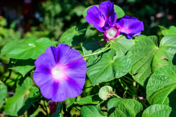 Deux Délicates Fleurs Bleues Roses Vives Gloire Matin Plantent Dans — Photo