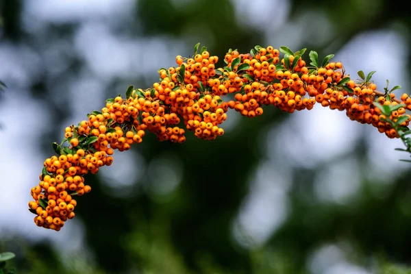 晴れた秋の日に庭で火のとげとして知られているピラカンサ植物の小さな黄色とオレンジの果物や果実 柔らかい焦点で撮影された美しい屋外の花の背景 — ストック写真