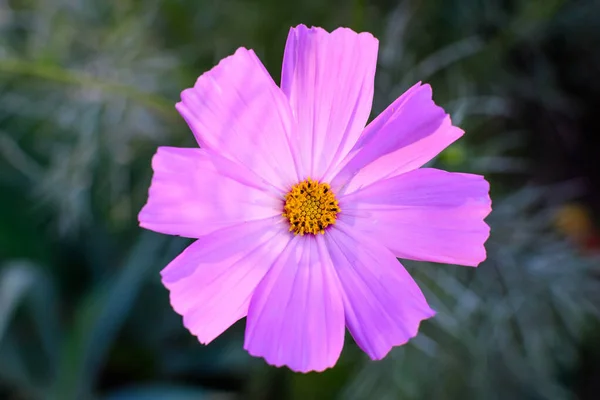 Una Delicada Flor Color Rosa Vivo Planta Cosmos Jardín Estilo — Foto de Stock