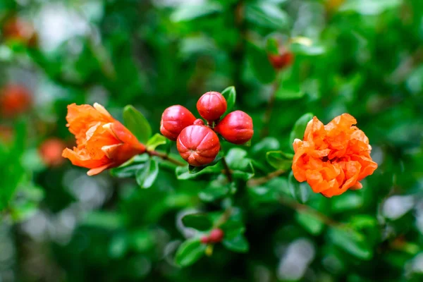 Close Beautiful Small Vivid Orange Red Pomegranate Flowers Full Bloom — Stock Photo, Image