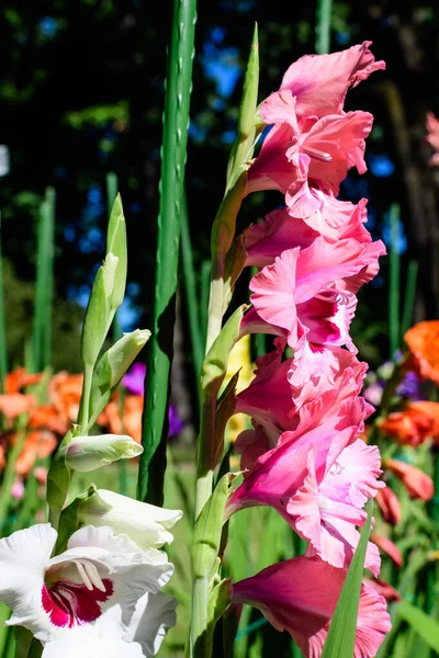 Detailní Záběr Mnoha Jemných Růžových Gladiolus Květin Plném Květu Zahradě — Stock fotografie