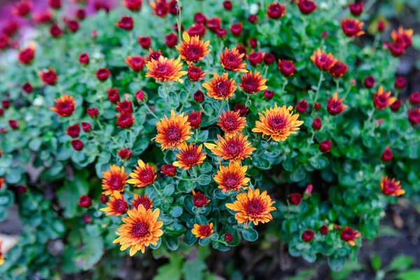 Many vivid orange Chrysanthemum x morifolium flowers in a garden in a sunny autumn day, beautiful colorful outdoor background photographed with soft focus