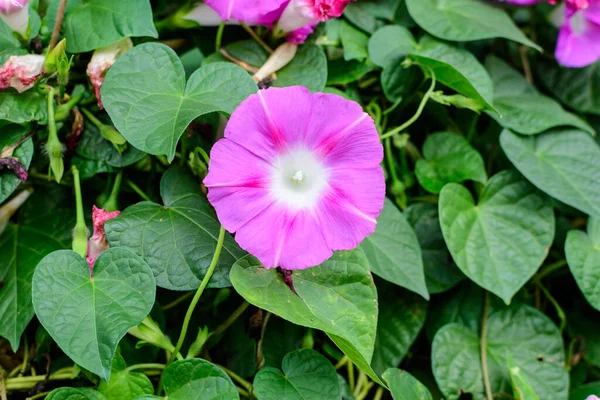 Une Délicate Fleur Rose Vif Gloire Matin Plante Dans Jardin — Photo