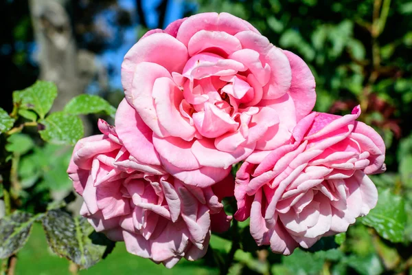 Tres Rosas Grandes Delicadas Color Rosa Vivo Plena Floración Jardín — Foto de Stock