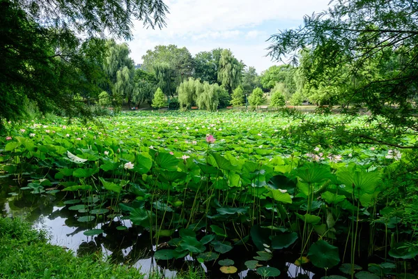 Wiele Żywe Różowe Białe Kwiaty Lilii Wodnej Nymphaeaceae Pełnym Rozkwicie — Zdjęcie stockowe