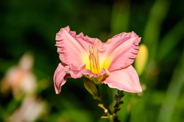Vivid Rosa Hemerocallis Daylily Lilium Lily Planta Jardim Estilo Cottage — Fotografia de Stock