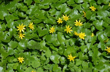 Ranunculus 'un narin sarı çiçekleri kapanıyor.