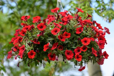 Petunia axillaris 'in geniş kırmızı çiçekleri güneşli bir bahar gününde bulanık bir arka planda saksıda.