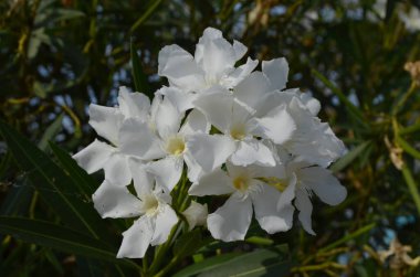 Güneşli bir yaz gününde, egzotik bir İtalyan bahçesinde, narin beyaz çiçek ve yeşil yapraklar kapanıyor. Açık hava çiçekleriyle çekilen güzel arka plan yumuşak odak ile çekiliyor.