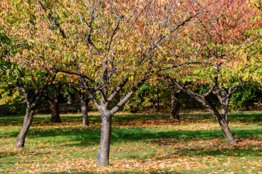 Romanya 'nın Herastrau Park kentindeki Japon Bahçesi' nde güneşli bir sonbahar gününde, büyük kırmızı ve turuncu yapraklar ve küçük kiraz ağaçlarıyla minimalist tek renkli arka plan