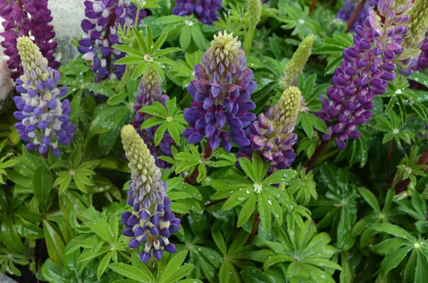 Veel Blauwe Bloemen Van Lupinus Algemeen Bekend Als Lupine Lupine — Stockfoto