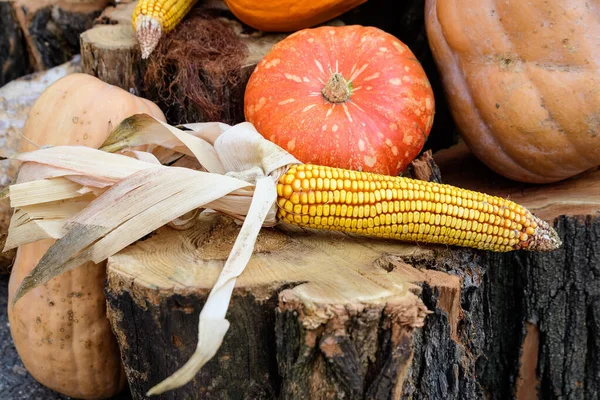Group of decorative orange pumpkins and corn sticks on wooden logs displayed for sale at a street food market, beautiful outdoor autumn decorations photographed with soft focus