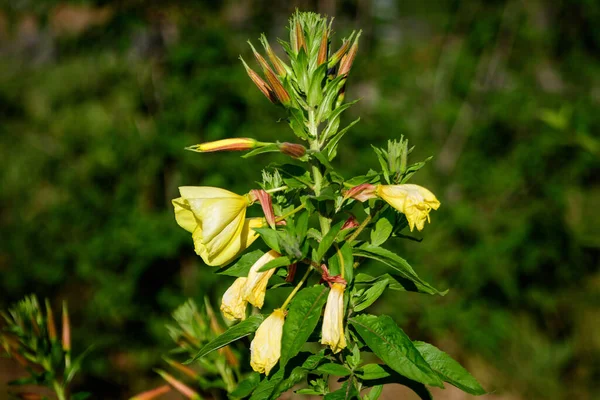 Många Levande Gula Blommor Och Gröna Blad Oenothera Allmänt Som — Stockfoto