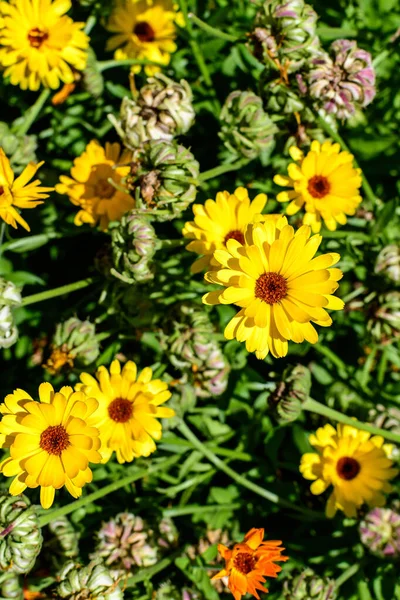 在阳光充足的夏天花园里 有许多生机勃勃的金黄色洋地黄花 被称为盆栽金盏花 红葡萄酒 普通的或苏格兰威士忌金盏花 有质感的花卉背景 — 图库照片