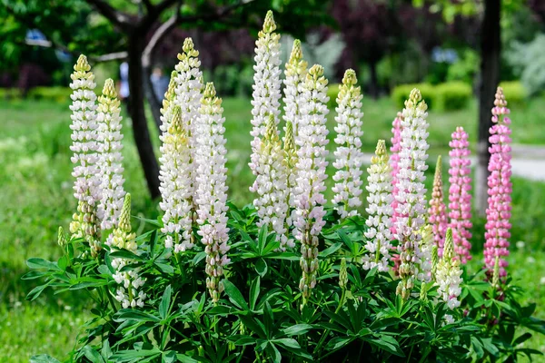 Sok Fehér Virágok Lupinus Közismert Nevén Csillagfürt Vagy Csillagfürt Teljes — Stock Fotó