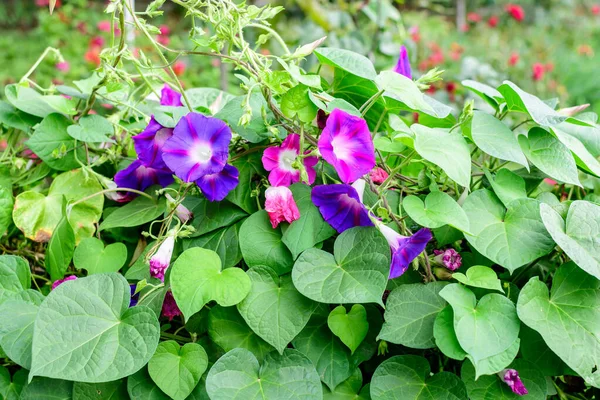 Mnoho Jemné Živé Modré Fialové Květy Ranní Slávy Rostlin Zahradě — Stock fotografie