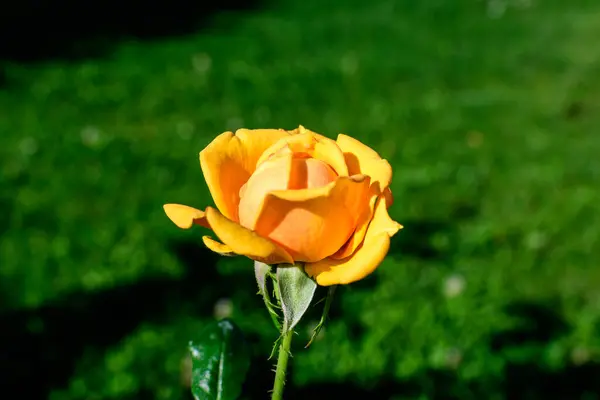 夏の庭 直射日光の下で 背景に青い葉がぼやけている大きな繊細な鮮やかなオレンジ色のバラが満開になりました — ストック写真