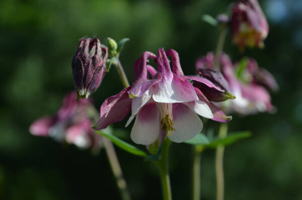 Закрытие множества ярко-красных цветков Aquilegia Fugaris, европейских колумбинных цветов в саду в солнечный весенний день, красивый открытый цветочный фон, сфотографированный с мягким фокусом