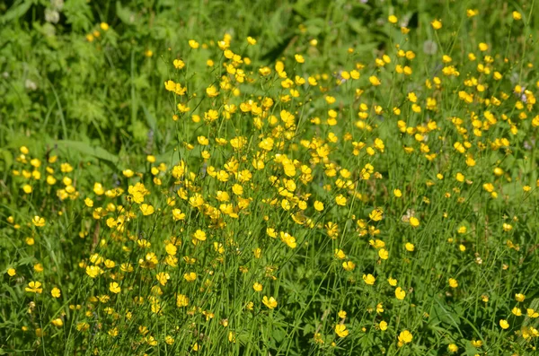 Gros Plan Délicates Fleurs Jaunes Ranunculus Repens Plante Communément Appelée — Photo