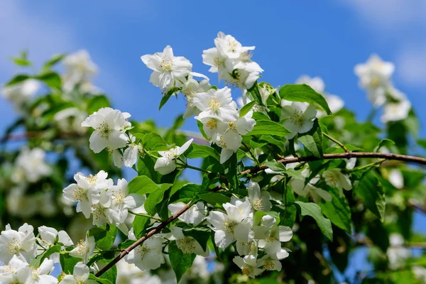 Fiori Bianchi Delicati Freschi Foglie Verdi Liguphus Coronarius Pianta Perenne — Foto Stock