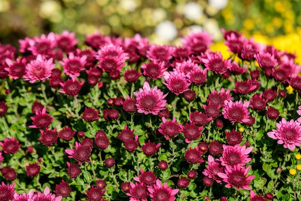 Muchas Flores Vívidas Color Rosa Crisantemo Morifolio Jardín Día Soleado —  Fotos de Stock