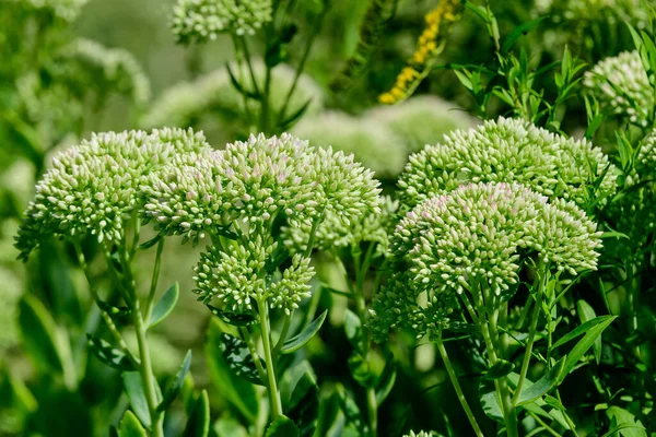 Many Delicate White Flowers Chartreuse Shrub Full Bloom Garden Sunny — Stock Photo, Image