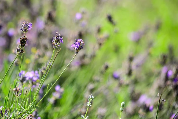 在英国苏格兰一个阳光灿烂的夏天 许多蓝色的薰衣草小花 有选择的焦点 美丽的室外花卉背景 — 图库照片