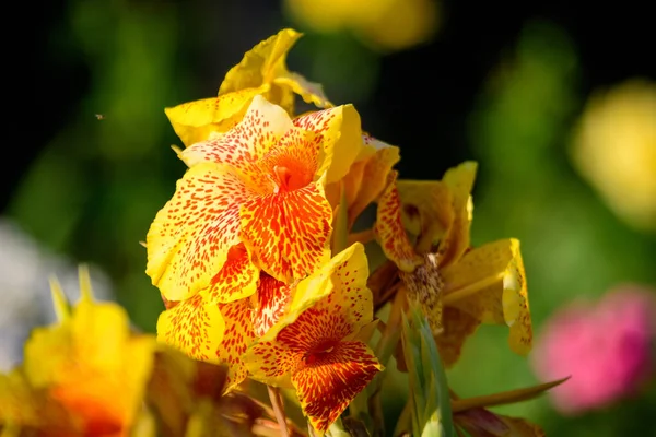 Яскраві Жовті Червоні Квіти Canna Indica Широко Відомі Індійські Подрібнені — стокове фото