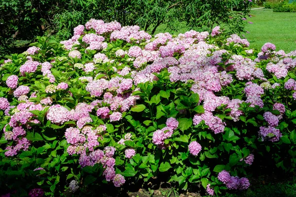 Große Leuchtend Magenta Rosa Hortensie Macrophylla Oder Hortensienstrauch Voller Blüte — Stockfoto