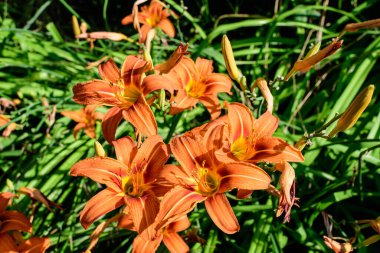 Lilium ya da Lily 'nin pek çok küçük turuncu çiçeği, güneşli bir yaz gününde İngiliz kır evlerinin bahçesinde çiçek yetiştirir. Açık hava çiçeklerinin arka planında, yumuşak bir odak noktasıyla çekilir.