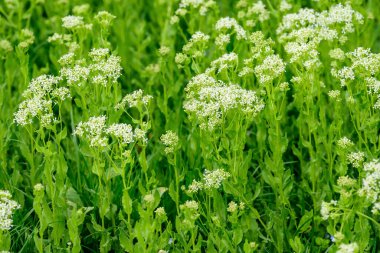 Güneşli bir yaz gününde, bahçenin bahçesinde çiçeklerle süslenmiş pek çok narin beyaz çiçek yumuşak bir odak noktasıyla çekilmiş dekoratif bir bitkinin çiçek arkaplanı.