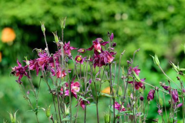 Aquilegia Vulgaris 'in pek çok canlı kırmızı çiçeğini kapatın, güneşli bir ilkbahar gününde Avrupa' nın kolumba çiçekleri, açık hava çiçeklerinin arka planında yumuşak bir odak ile fotoğraflanmış.