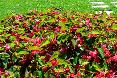 Güneşli bir yaz gününde bir bahçede taze taze bulunan pek çok canlı pembe begonya çiçeğinin üst görüntüsü, Begoniaceae ailesinde daimi çiçek açan bitkiler, doğrudan güneş ışığı altında canlı çiçek arkaplanı.