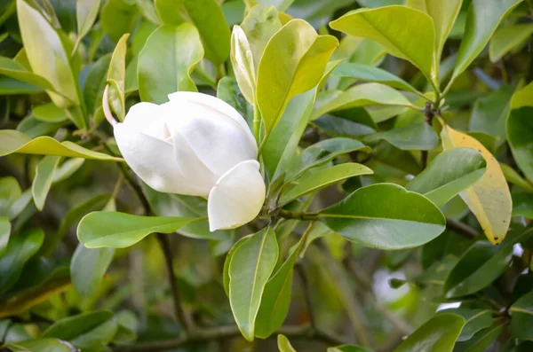 Nahaufnahme Einer Zarten Weißen Blume Des Ficus Baums Einem Bewölkten — Stockfoto