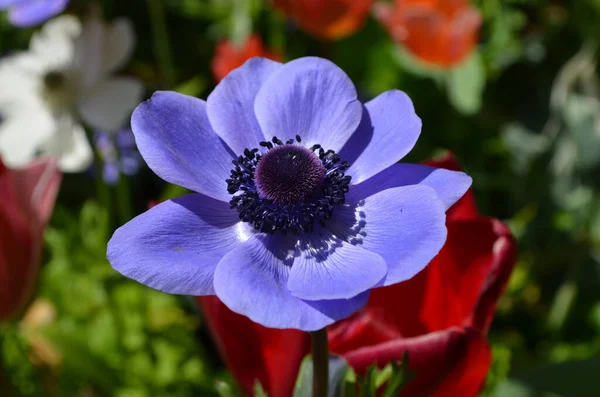 Zbliżenie Jeden Delikatny Świeży Niebieski Anemon Kwiaty Słonecznym Ogrodzie Wiosna — Zdjęcie stockowe