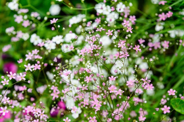 Molti Piccoli Fiori Rosa Gypsophila Elegans Comunemente Noti Come Vistoso — Foto Stock