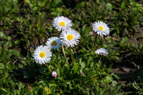 Vista Lateral Gran Grupo Margaritas Flores Blancas Bellis Perennis Luz — Foto de Stock