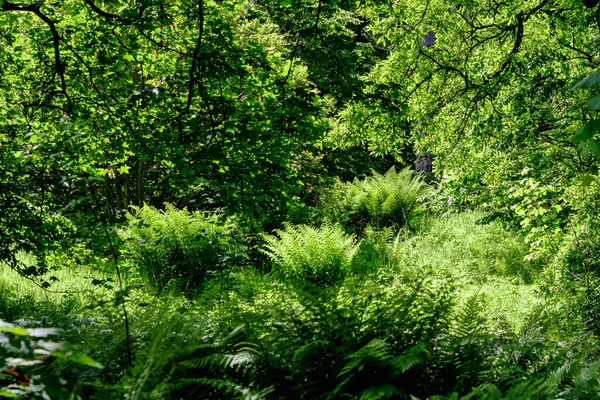 Large Fresh Green Fern Leaves Forest Summer Day Scotland United — Stock Photo, Image