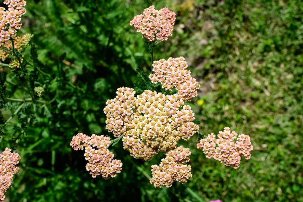 Close Van Prachtige Levendige Roze Magenta Bloemen Van Achillea Millefolium — Stockfoto