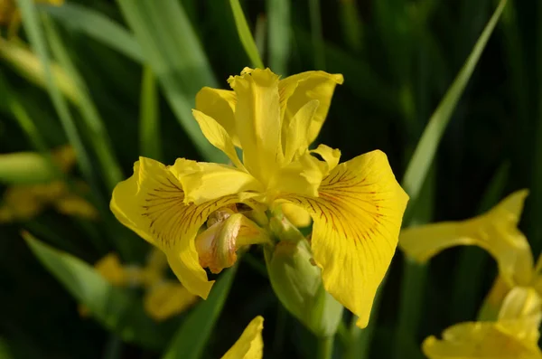 Zarte Wildgelbe Irisblume Voller Blüte Einem Garten Einem Sonnigen Sommertag — Stockfoto