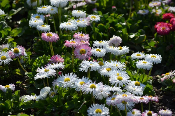 Vista Laterale Grande Gruppo Margherite Bellis Fiori Bianchi Rosa Diretta — Foto Stock