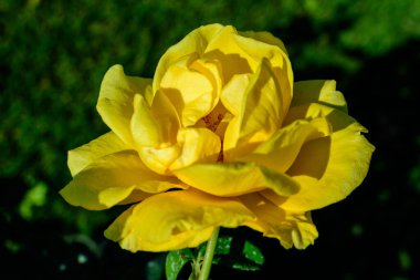 Bir yaz bahçesinde çiçek açmış, büyük ve narin bir sarı gülü yakın çekim, doğrudan güneş ışığı, arka planda bulanık yeşil yapraklar