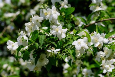 Güneşli bir yaz gününde, bir bahçede, tatlı portakal ya da İngiliz köpek ağacı olarak bilinen tatlı, narin, beyaz çiçekler ve the green leaf of β delphus coronarius süs bitkisi.