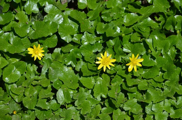 Primer Plano Delicadas Flores Amarillas Planta Ranunculus Repens Comúnmente Conocida — Foto de Stock