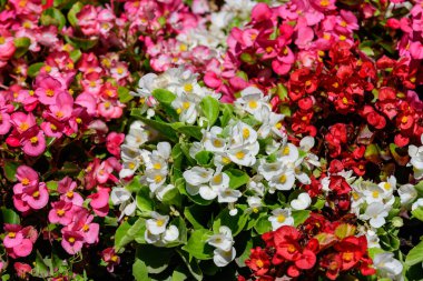 Güneşli bir yaz gününde bir bahçede taze taze bulunan pek çok canlı pembe begonya çiçeğinin üst görüntüsü, Begoniaceae ailesinde daimi çiçek açan bitkiler, doğrudan güneş ışığı altında canlı çiçek arkaplanı.