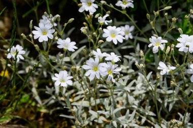 Her daim yeşil olan Cerastium tomentosum bitkisinin birçok narin beyaz çiçeği güneşli bir bahar bahçesinde, güzel açık hava çiçekli arka planda yumuşak odak ile fotoğraflanmış.