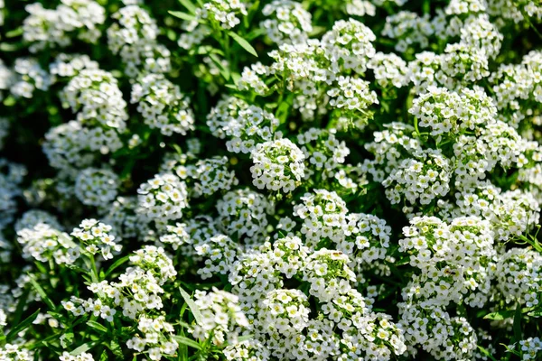 Lobularia maritima 'nın birçok beyaz çiçeği, genellikle tatlı alyssum ya da tatlı Alison olarak bilinir, güneşli bir bahar gününde, bir bahçede, güzel bir açık hava çiçekli arka planda.