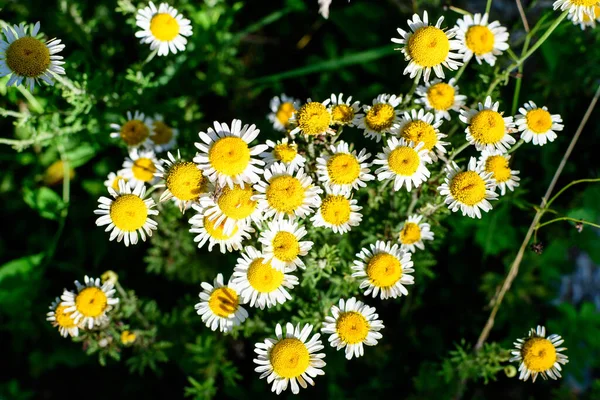 Πολλά Φρέσκα Ζωηρά Κίτρινα Και Λευκά Άνθη Χαμομηλιού Χαμομηλιού Έναν — Φωτογραφία Αρχείου