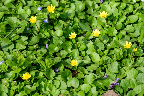 Close Delicadas Flores Amarelas Ranunculus Repens Planta Comumente Conhecida Como — Fotografia de Stock